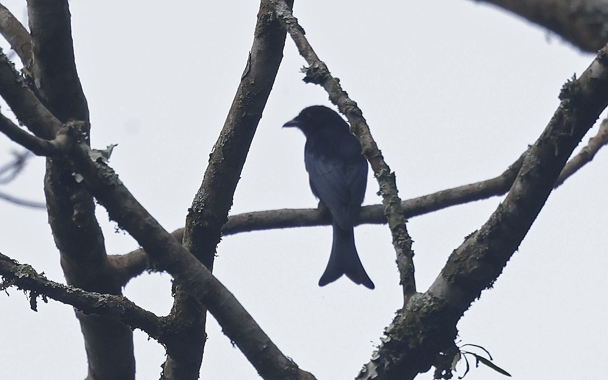 Velvet-mantled Drongo - ML637173116