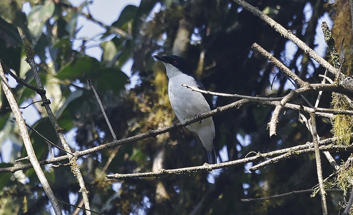 African Shrike-flycatcher - ML637173177