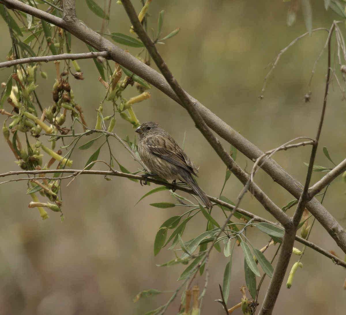 Band-tailed Seedeater - ML637173192