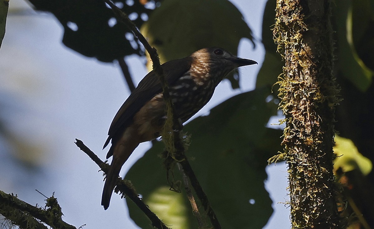 African Shrike-flycatcher - ML637173201