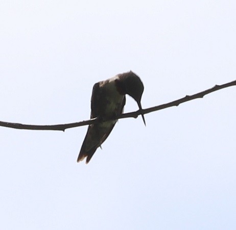 Ruby-throated Hummingbird - ML637173278