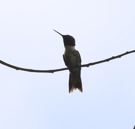 Ruby-throated Hummingbird - ML637173279