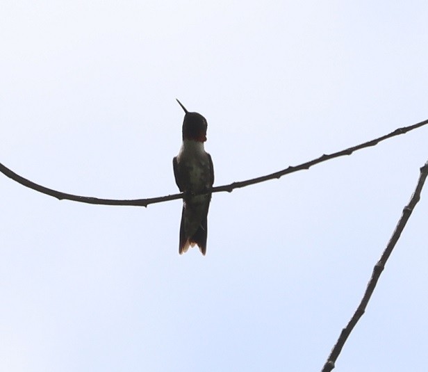 Ruby-throated Hummingbird - ML637173280