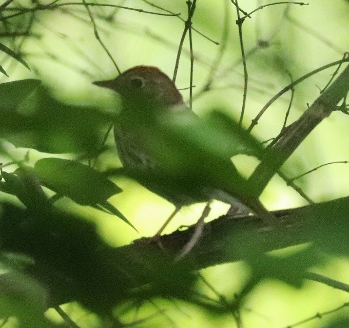 Hermit Thrush - ML637173286