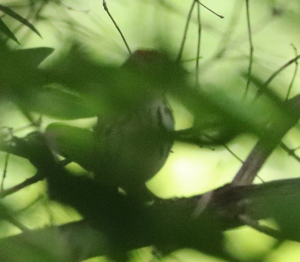 Hermit Thrush - ML637173287