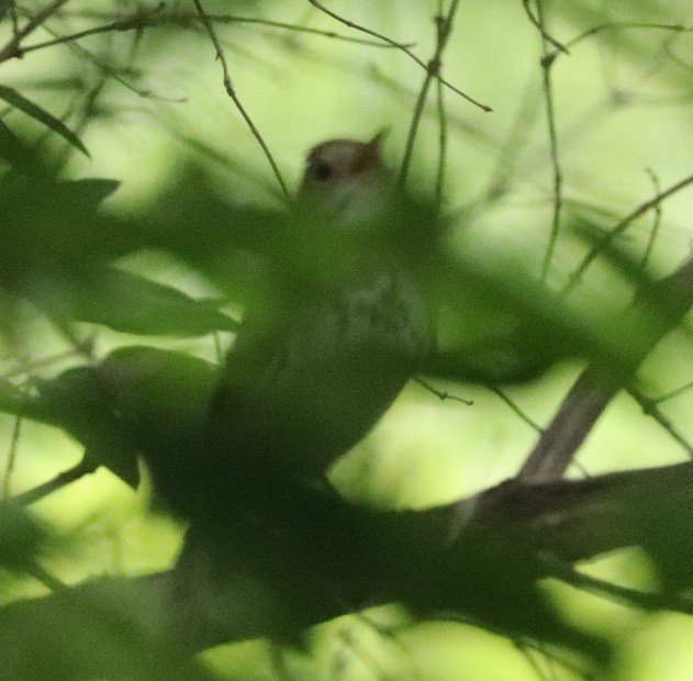 Hermit Thrush - ML637173288