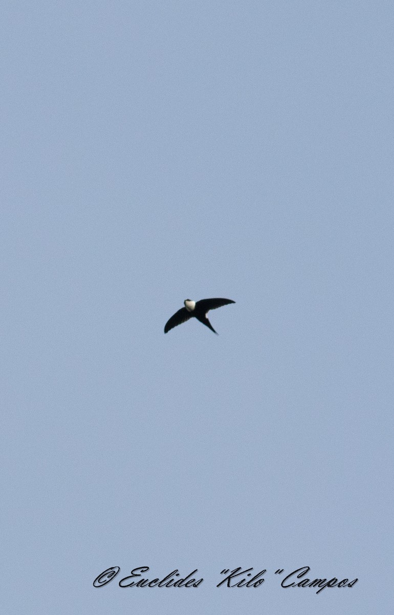 Lesser Swallow-tailed Swift - ML637173297