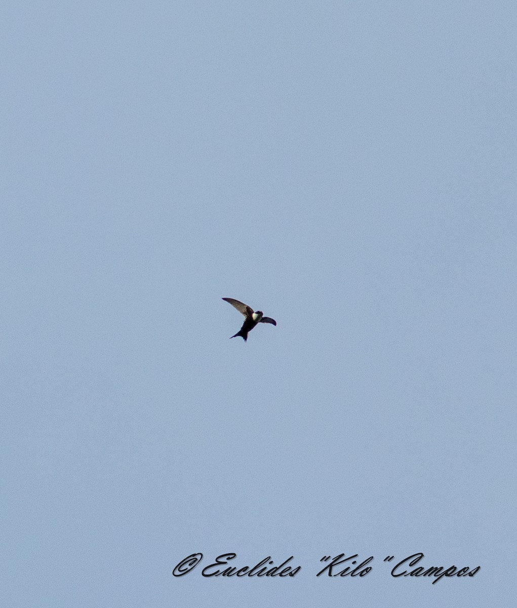 Lesser Swallow-tailed Swift - ML637173299
