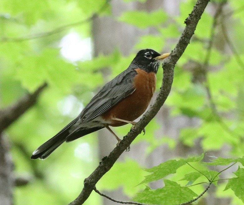 American Robin - ML637173304