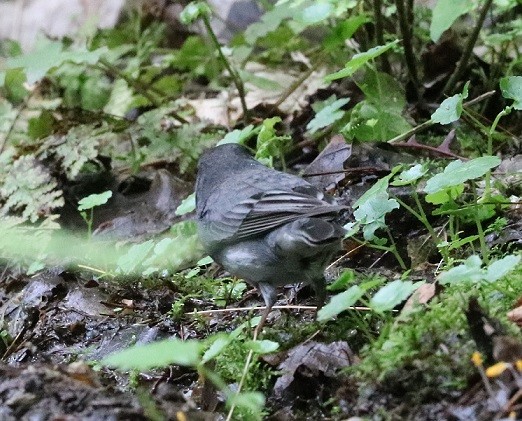 Dark-eyed Junco - ML637173323