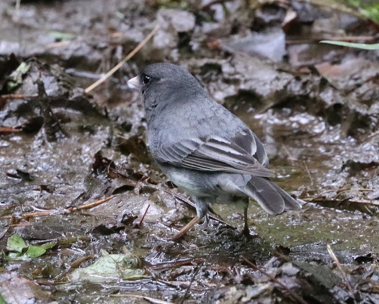 Dark-eyed Junco - ML637173324