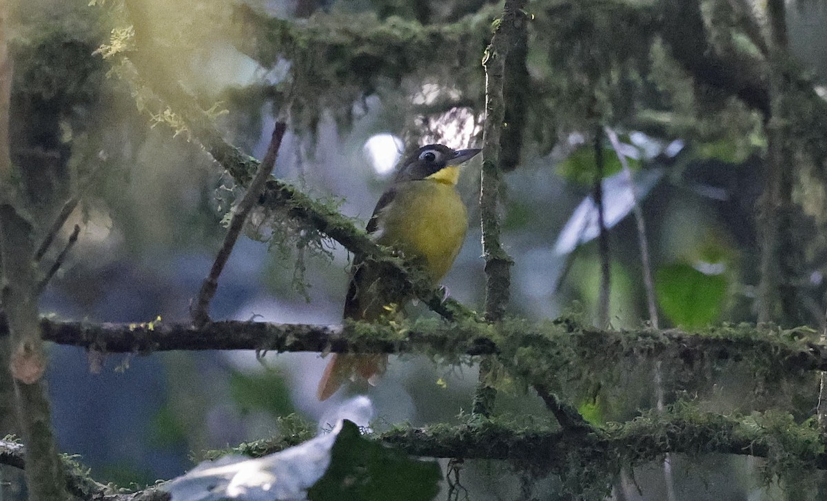 Red-tailed Bristlebill - ML637173376