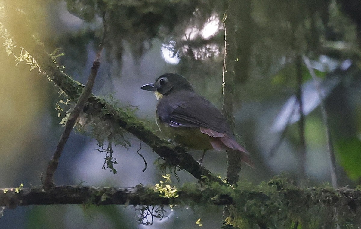 Red-tailed Bristlebill - ML637173404