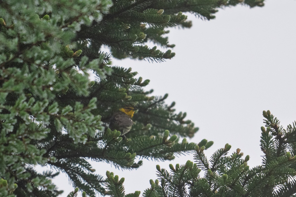 Cape May Warbler - ML637173422