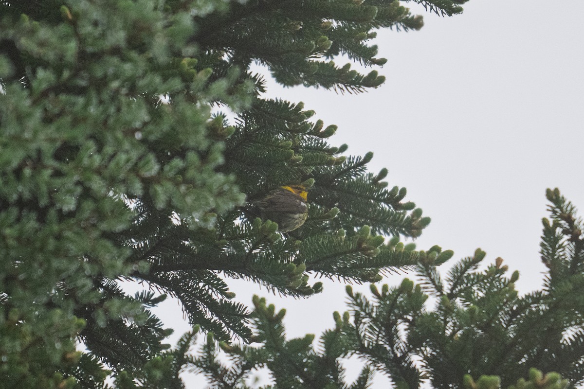 Cape May Warbler - ML637173534