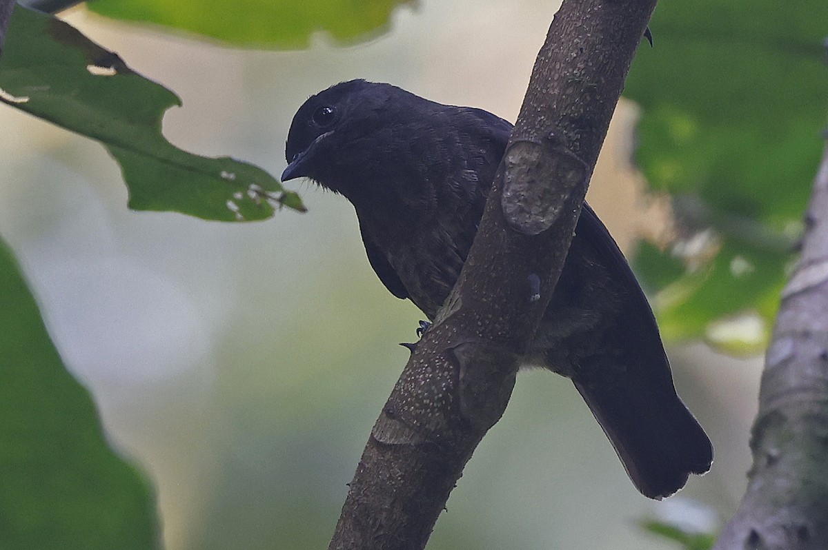 Sooty Flycatcher - ML637173550