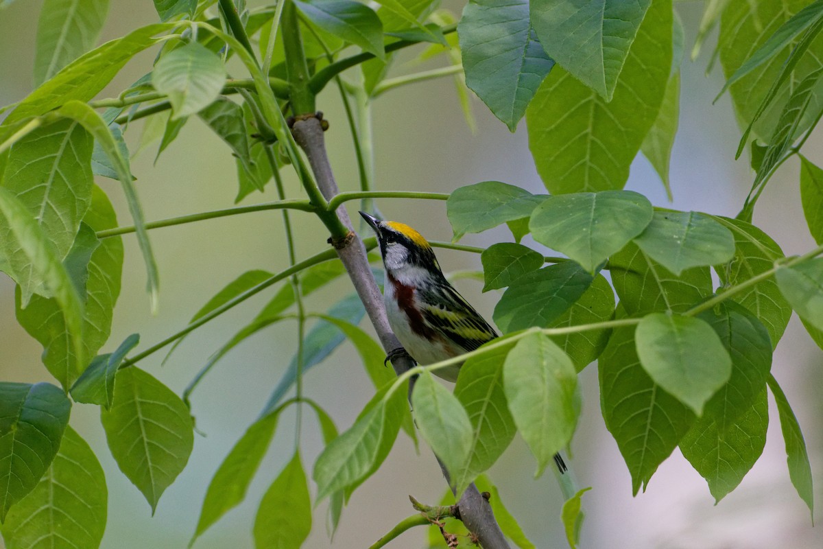Chestnut-sided Warbler - ML637173553