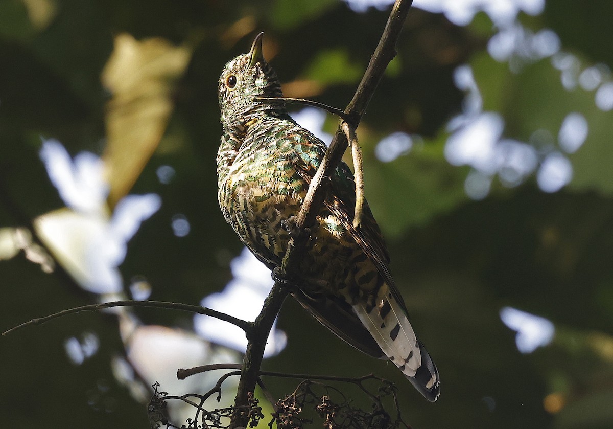 African Emerald Cuckoo (African) - ML637173571