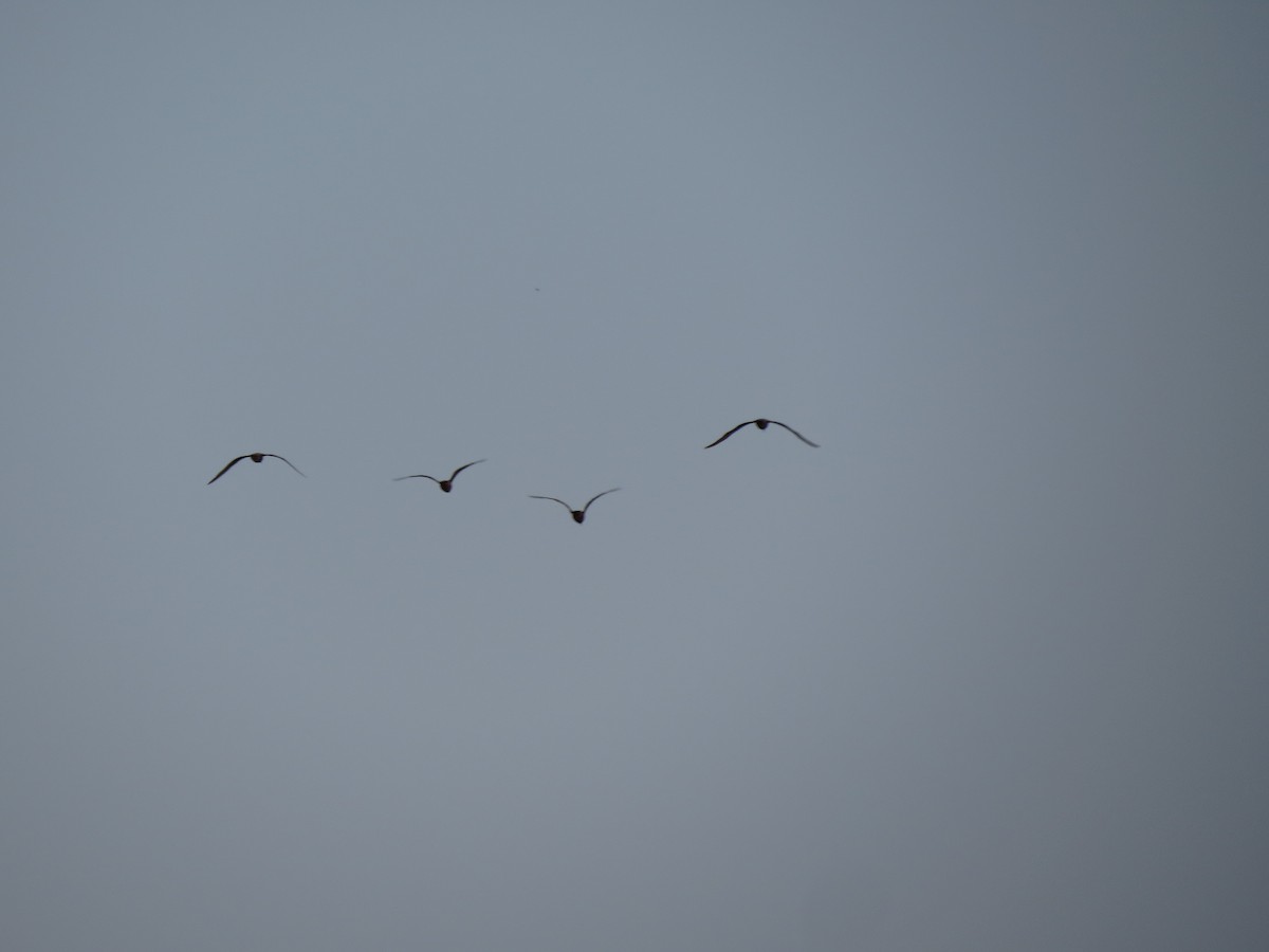 Gaviota Argéntea Americana - ML637173623