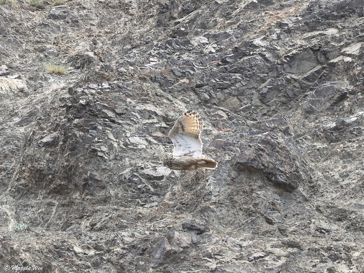 אוח עיטי - ML637173635