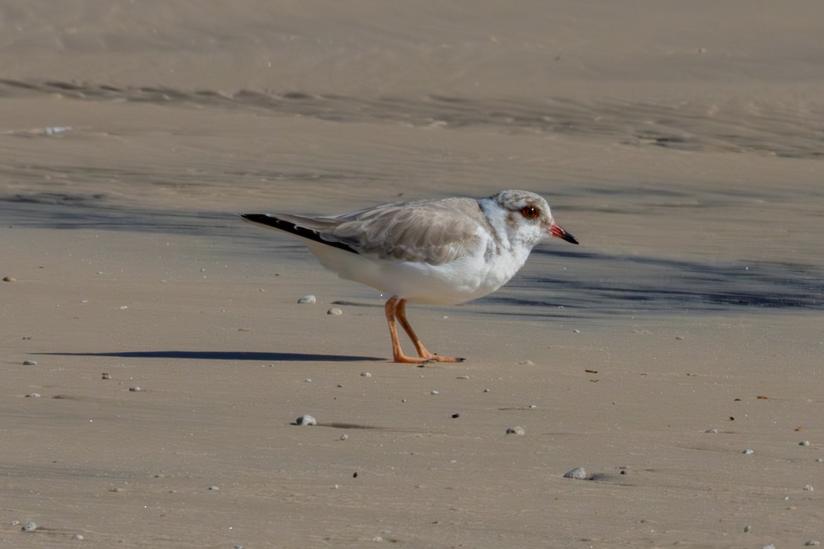 Hooded Plover - ML637173641