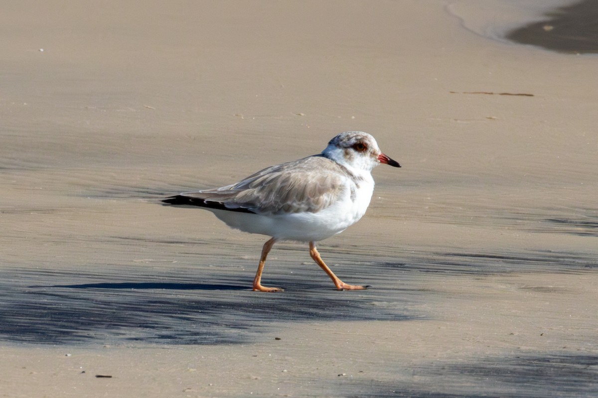 Hooded Plover - ML637173642