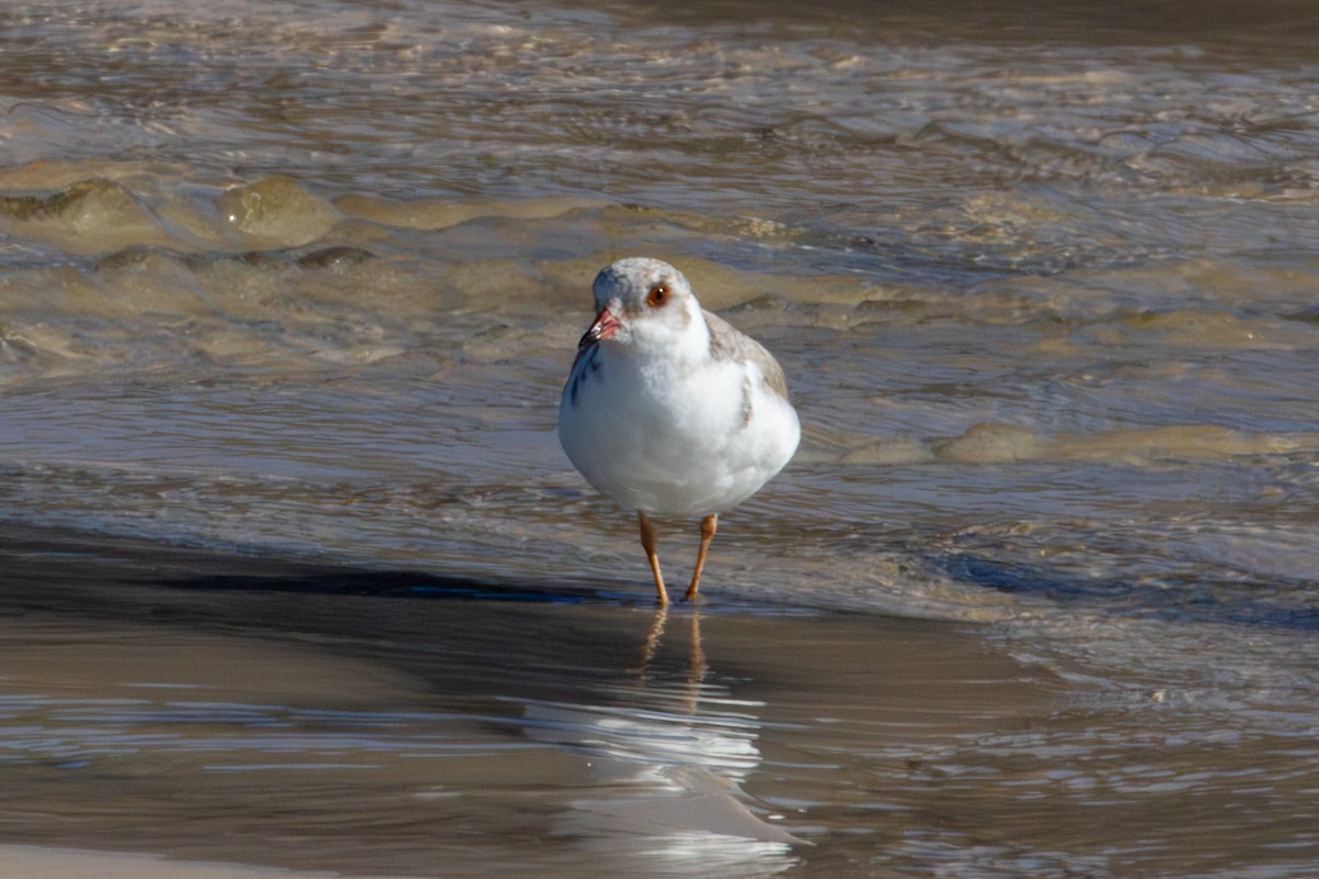 Hooded Plover - ML637173643