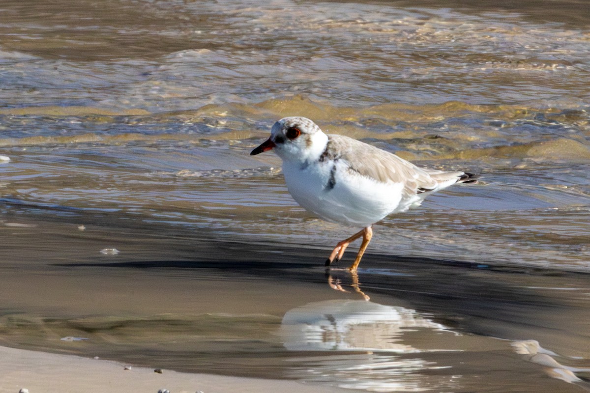 Hooded Plover - ML637173644