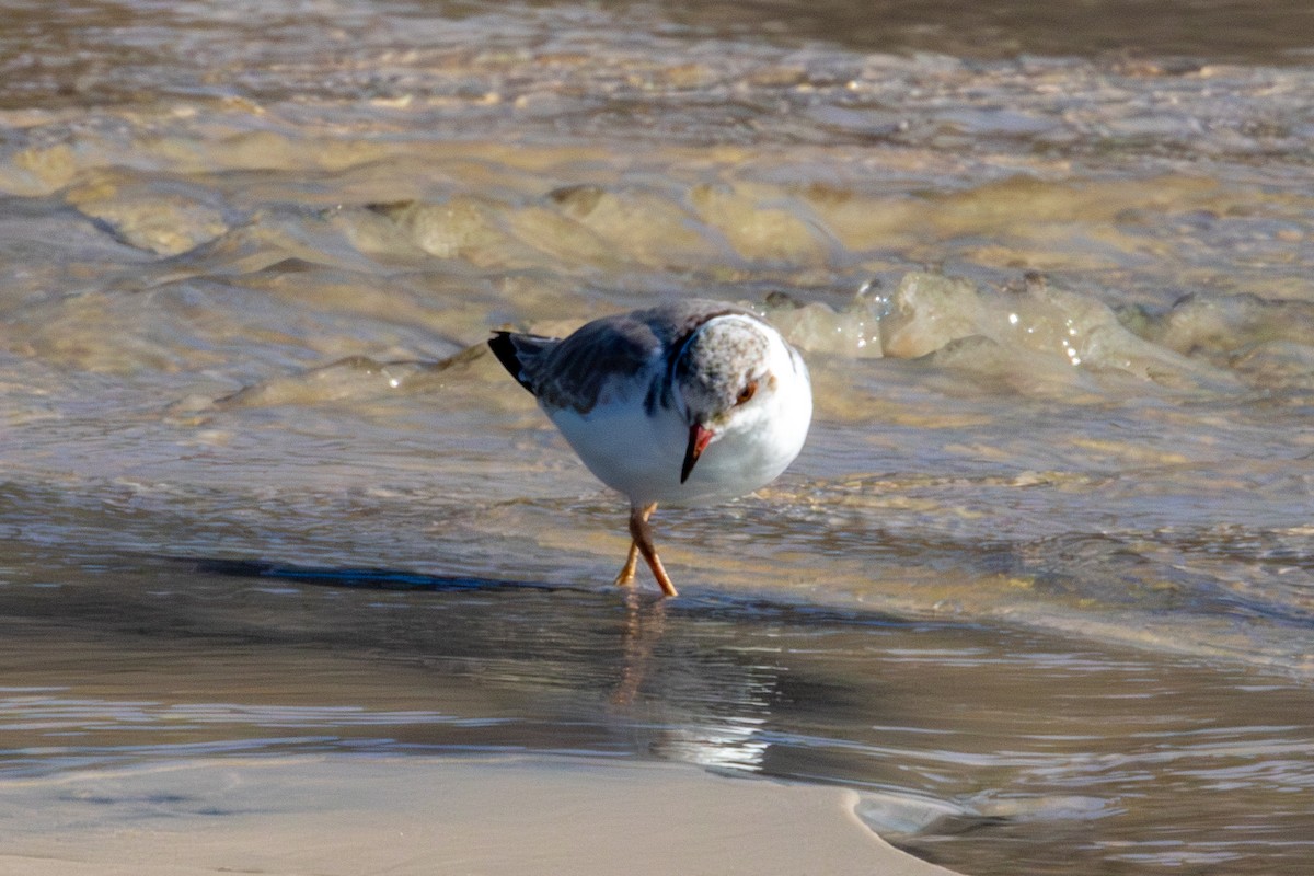 Hooded Plover - ML637173645
