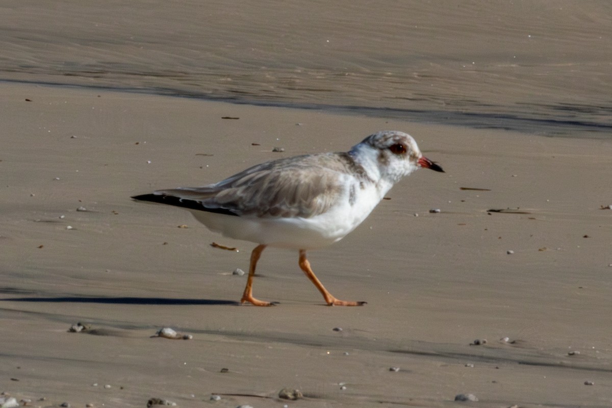 Hooded Plover - ML637173647