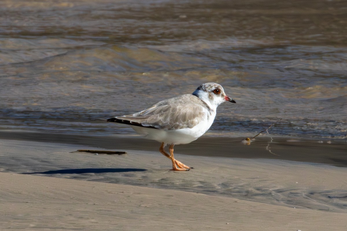 Hooded Plover - ML637173648