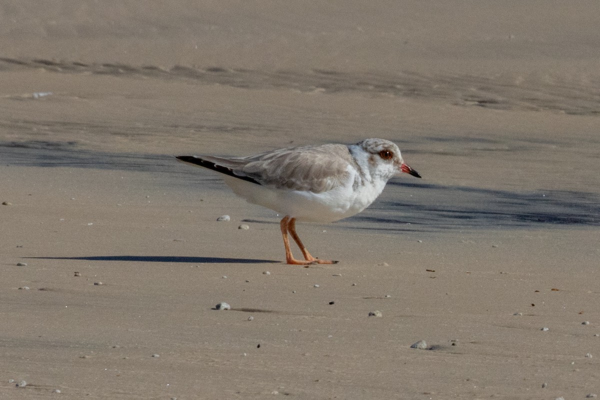 Hooded Plover - ML637173649