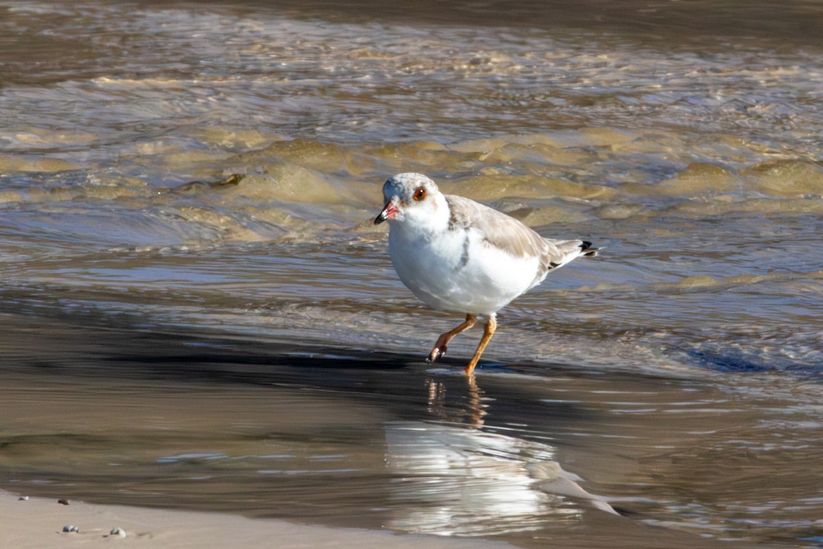 Hooded Plover - ML637173650
