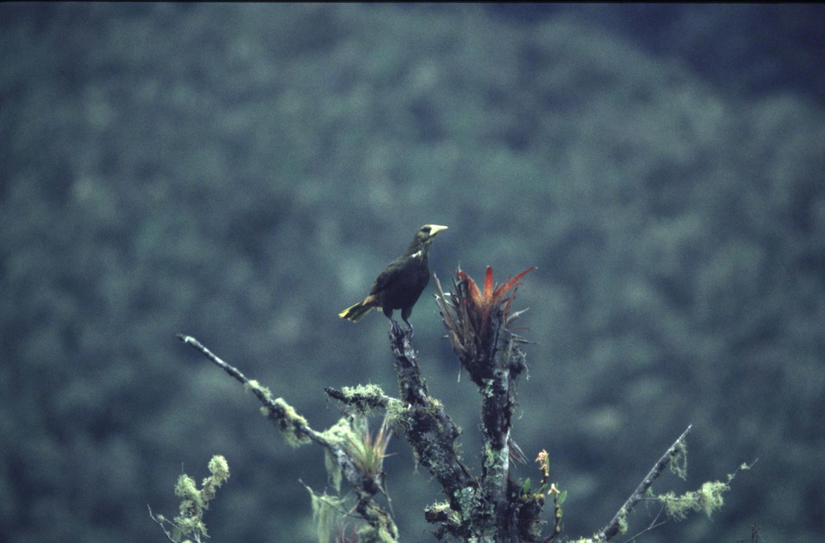 Dusky-green Oropendola - ML637173660