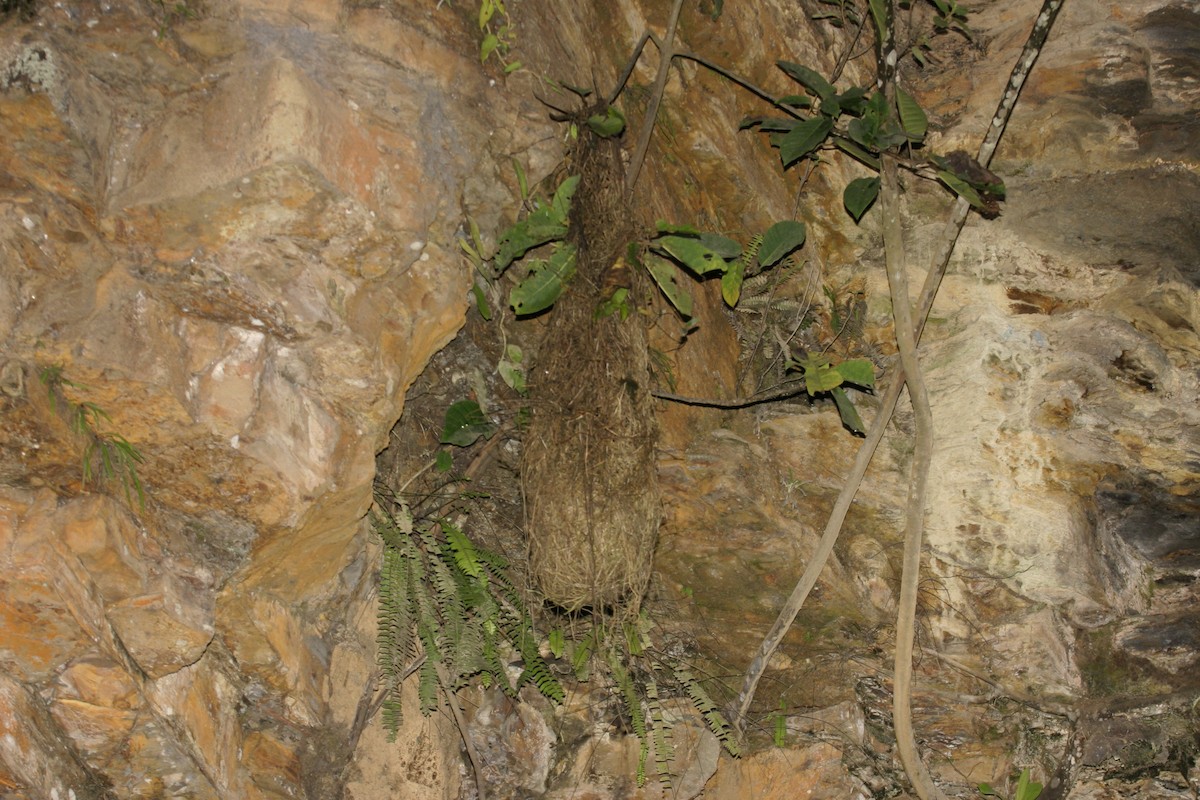Dusky-green Oropendola - ML637173704