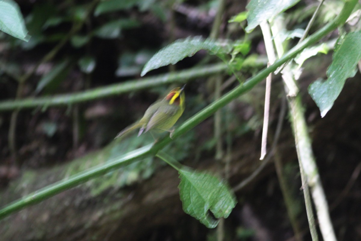 Golden-browed Warbler - ML63717371