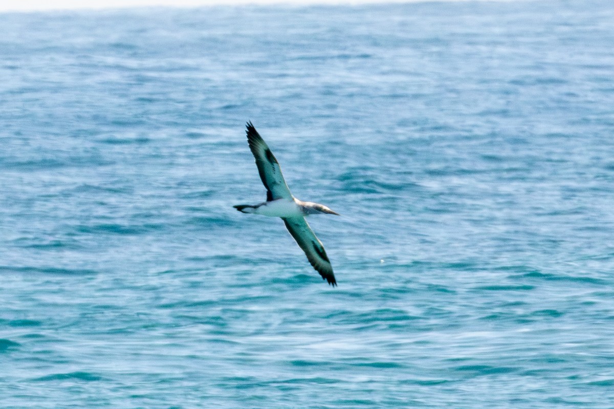 Australasian Gannet - ML637173735