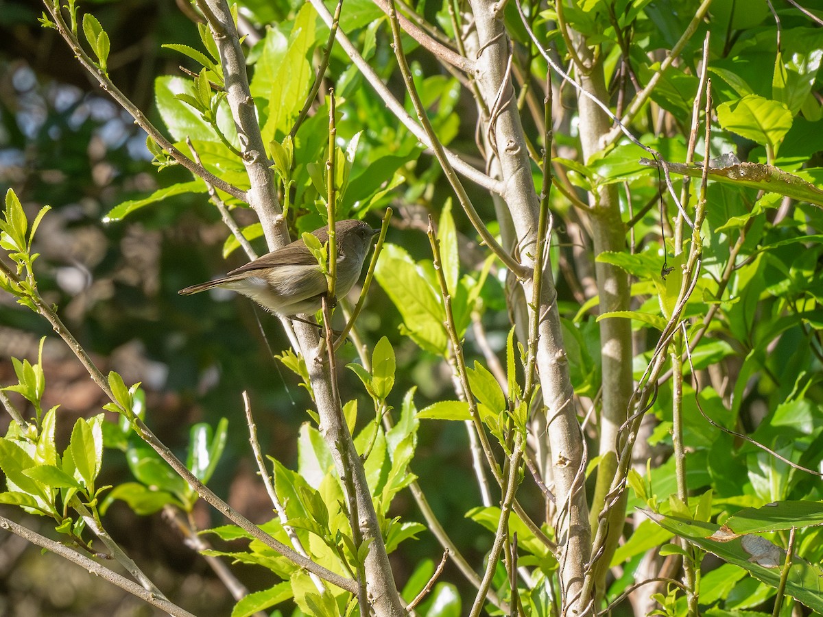 Gray Gerygone - ML637173744