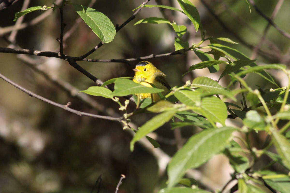 Wilson's Warbler - ML63717381