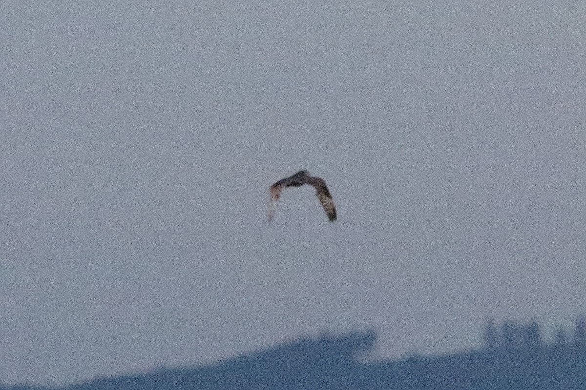 短耳鴞 - ML637173828