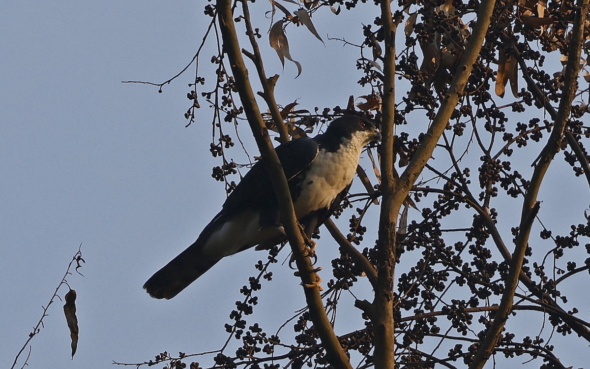 Black Goshawk - ML637173861
