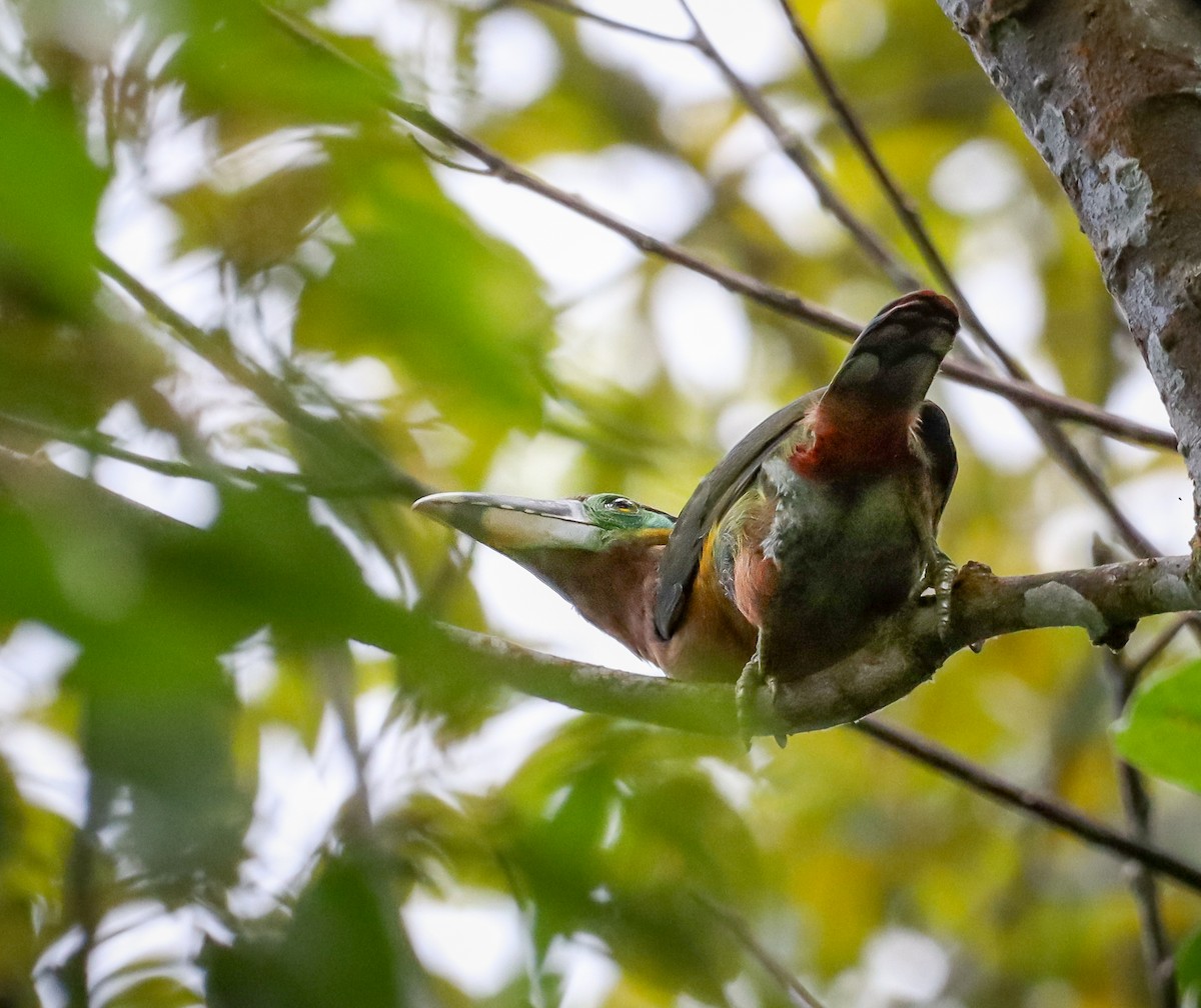 Gould's Toucanet - ML637173871