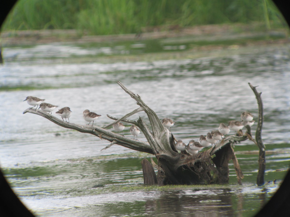 Semipalmated Sandpiper - ML637173872