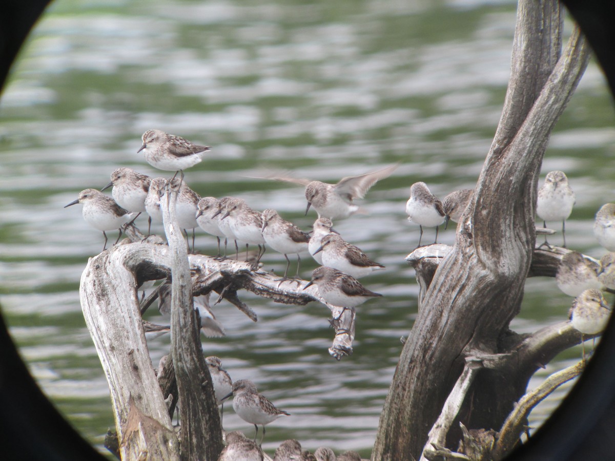 Semipalmated Sandpiper - ML637173873