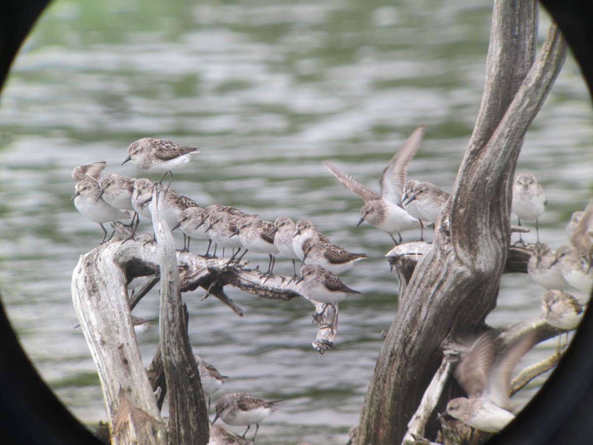Semipalmated Sandpiper - ML637173874