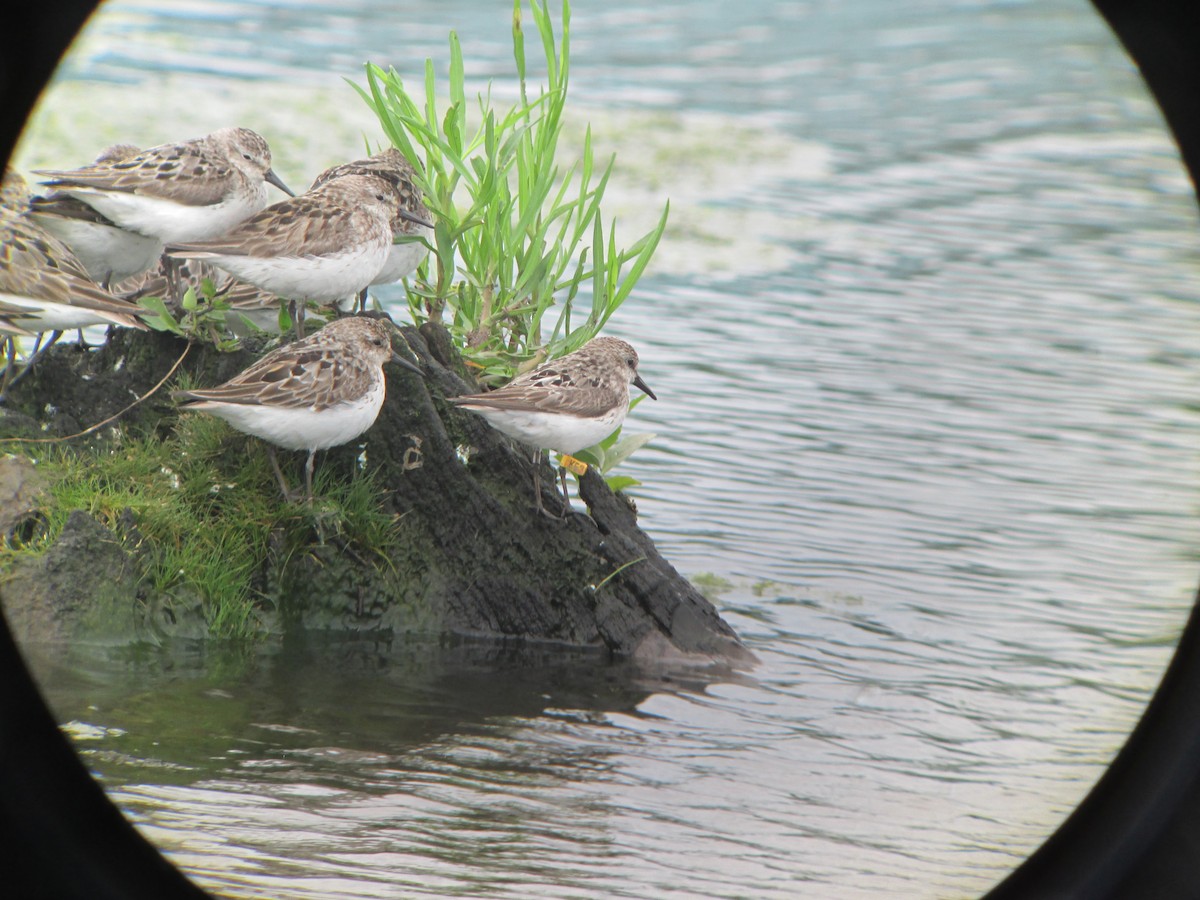 Semipalmated Sandpiper - ML637173876