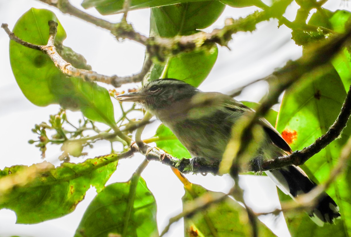Black-capped Antwren - ML637173882