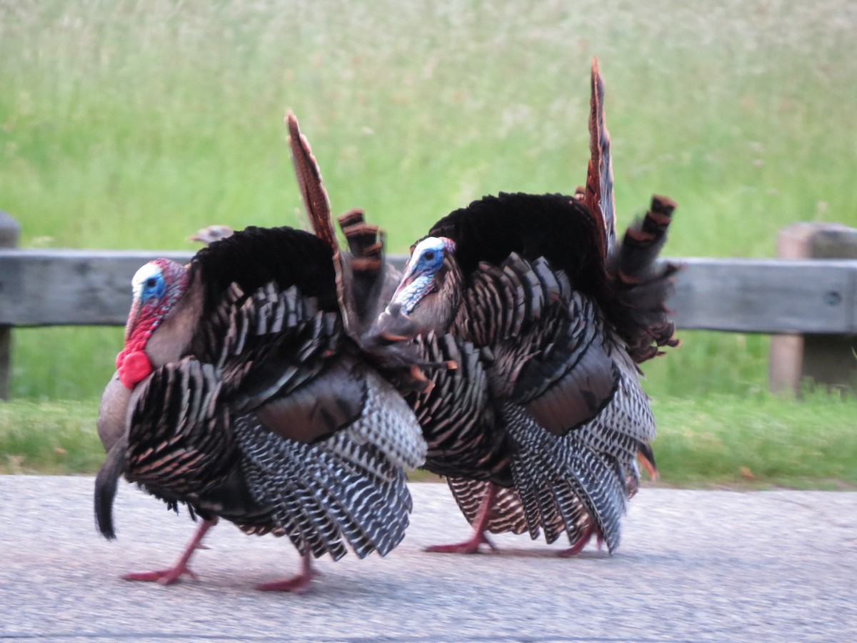 Guajolote Gallipavo - ML637173983
