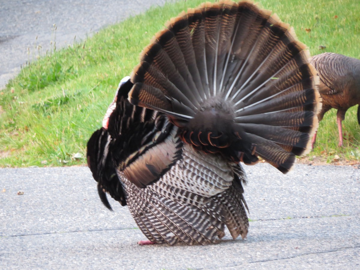 Guajolote Gallipavo - ML637173985