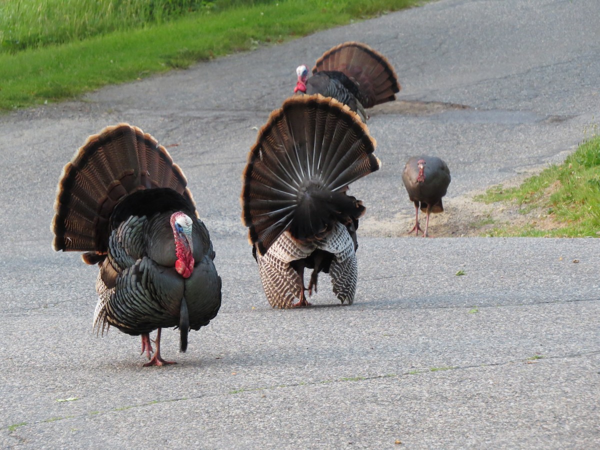 Guajolote Gallipavo - ML637173986